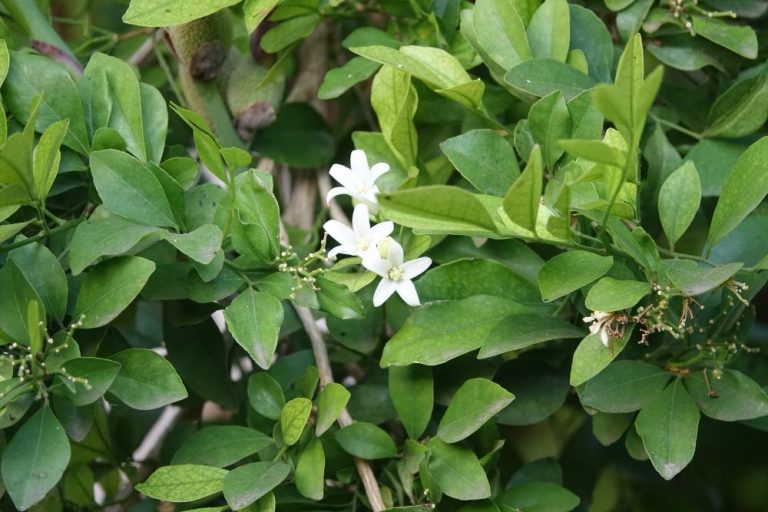 Prachtige kornoelje met witte bloemen en groene bladeren in volle bloei