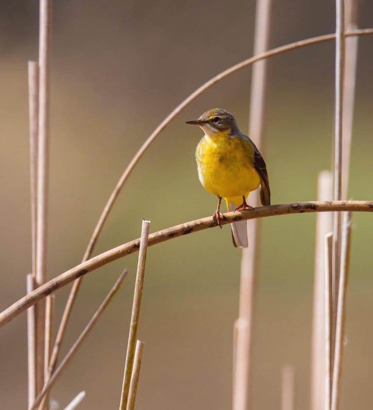 Vogelvriendelijke tuin met inheemse planten, vogelhuisje en vogelbad voor het aantrekken van diverse vogelsoorten